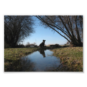 Foto Perro fiel de la granja