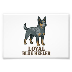Foto Perro Ganadero Australiano Loyal Blue Heeler