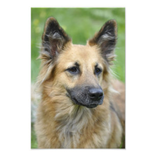 Foto Perro hermoso