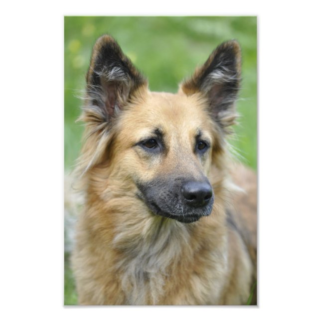 Foto Perro hermoso (Frente)
