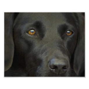 Foto Perro negro de Labrador