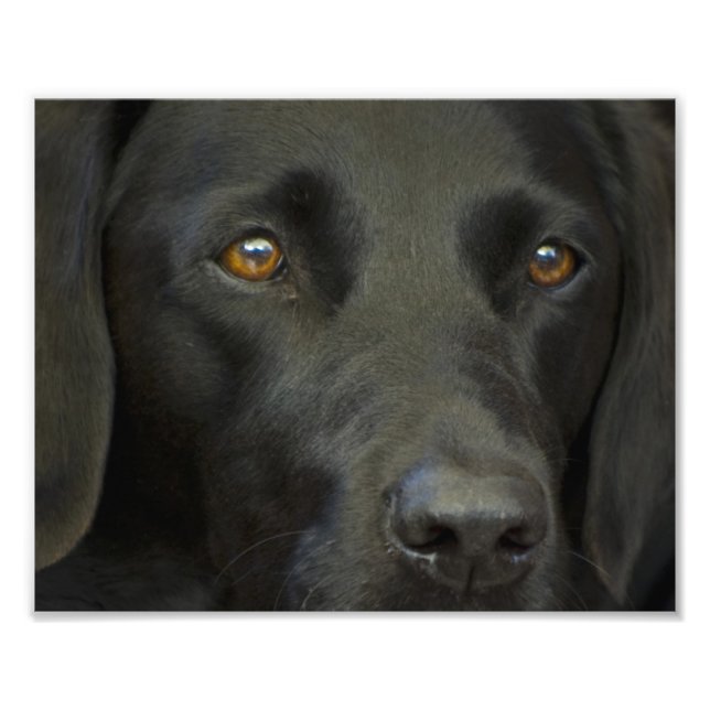 Foto Perro negro del labrador (Frente)