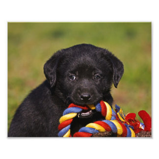 Foto perro negro Labrador Retriever cachorro póster de