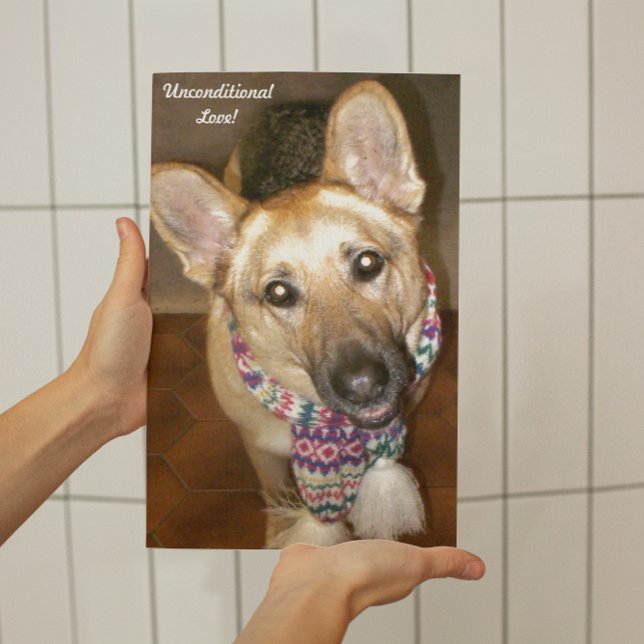Foto Perro pastor alemán negro y amor incondicional (German Shepherd Dog Unconditional Love Photo Print)