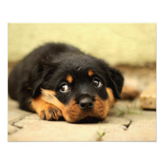 Foto Perro perrito rottweiler curioso por la vida