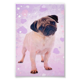 Foto Perro Pug