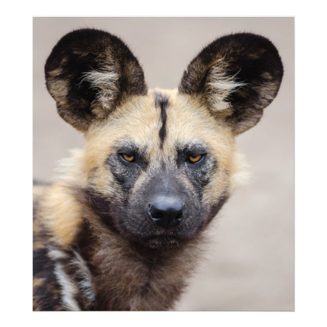 Foto Perro salvaje africano (perro pintado) (Frente)