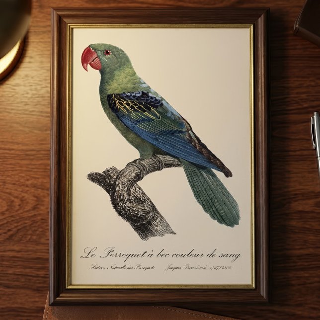 Foto Perroquet a bec couleur sang / Loro de gran factur (Great-Billed Parrot, Tanygnathus Megalorynchos. Photo Print)