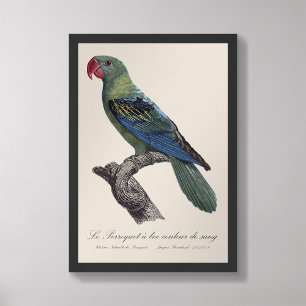 Foto Perroquet a bec couleur sang / Loro de gran factur