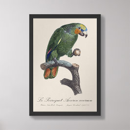 Foto Perroquet Aourou-couraou / amazón de ala Naranja