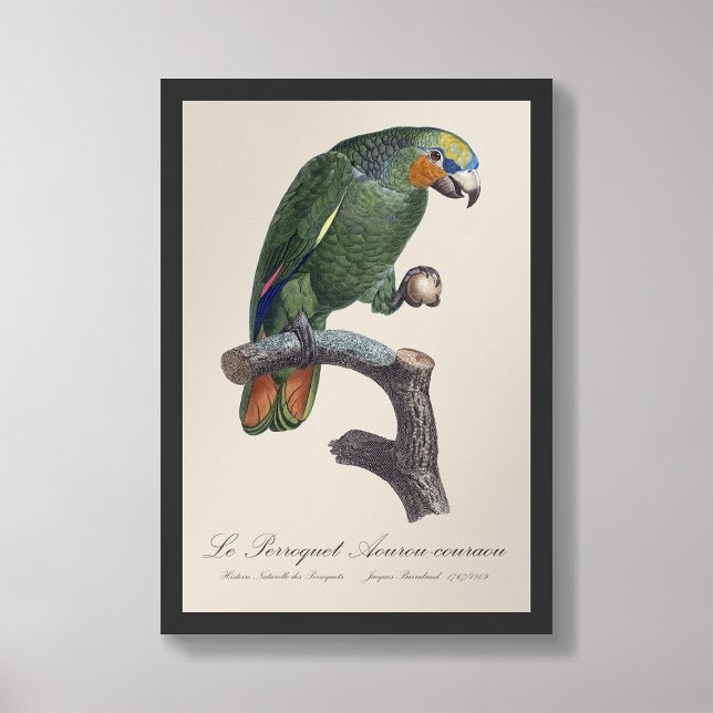 Foto Perroquet Aourou-couraou / amazón de ala Naranja (Subido por el creador)