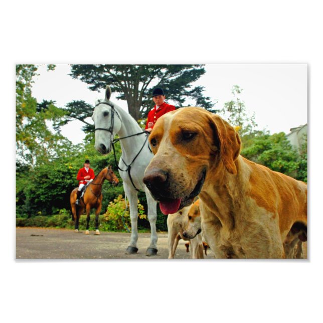 Foto Perros de Foxhound Horses West Berkshire Hunt Engl (Frente)