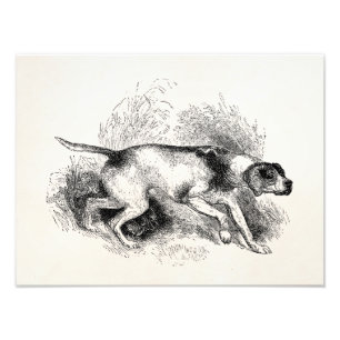 Foto Perros de los indicadores de los 1800s del perro