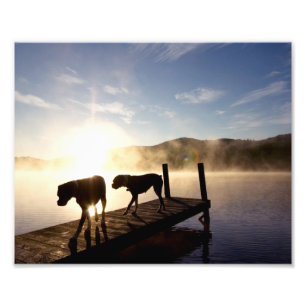 Foto Perros del boxeador en muelle de niebla