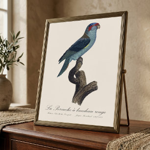 Foto Perruche a bandeau rouge / Musk Lorikeet