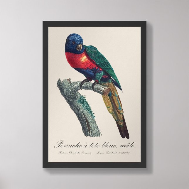 Foto Perruche a tete bleue / Lorikeet arcoiris (Subido por el creador)