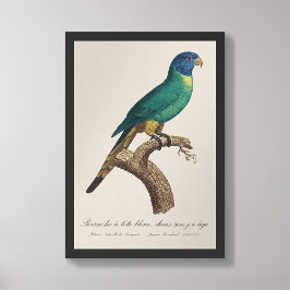 Foto Perruche a tete bleue / Lorikeet arcoiris, juvenil