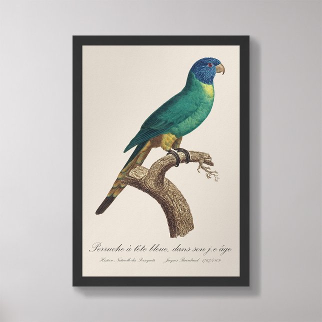 Foto Perruche a tete bleue / Lorikeet arcoiris, juvenil (Subido por el creador)