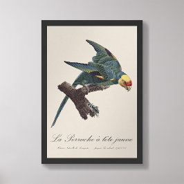 Foto Perruche a Tete Jaune / Parakeet Carolina