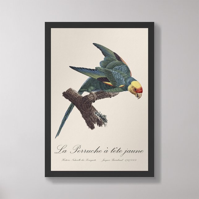 Foto Perruche a Tete Jaune / Parakeet Carolina (Subido por el creador)