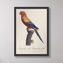 Foto Perruche Ara, Guarouba/Parakeet Sun