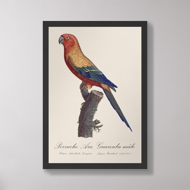 Foto Perruche Ara, Guarouba/Parakeet Sun (Subido por el creador)