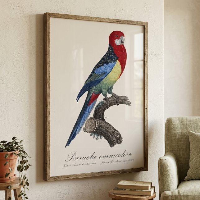 Foto Perruche omnicolore / Eastern rosella (Eastern rosella or Platycercus eximius parakeet. Photo Print)