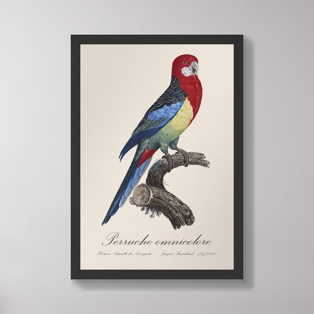 Foto Perruche omnicolore / Eastern rosella (Subido por el creador)