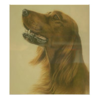 Personalizable Poster de arte irlandés Setter
