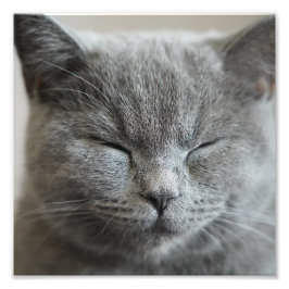 Foto Personalizado Cute Gray Kitty Face Photo