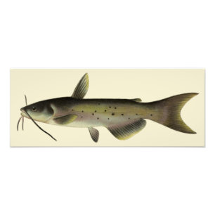 Foto Pesca de bagre, vida marina vintage pez de río
