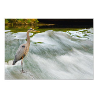 Foto Pesca de garza en las Cataratas Olmstead, Ohio