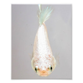 Foto Pescado Betta blanco