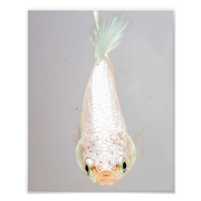 Foto Pescado Betta blanco (Frente)
