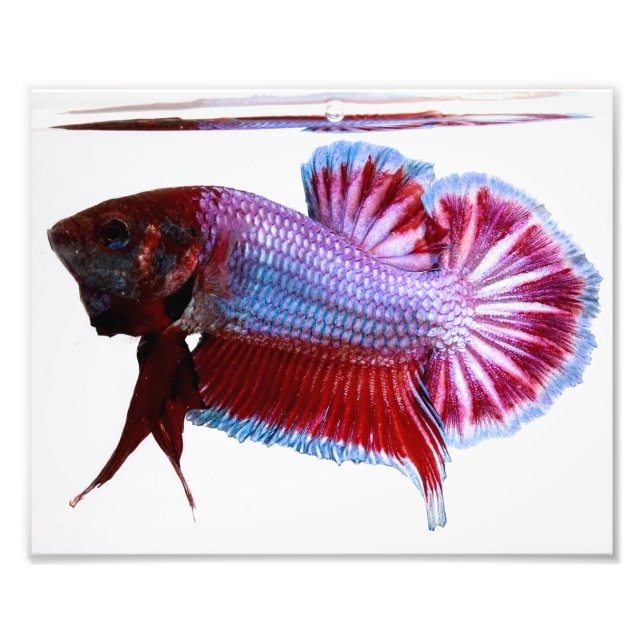 Foto Pescado Betta Púrpura (Frente)
