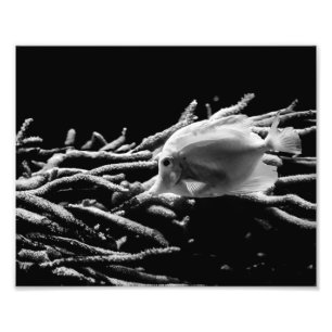 Foto Pescado de colmena amarillo con coral - Impresión 