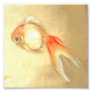 Foto Pescado de oro japonés apacible