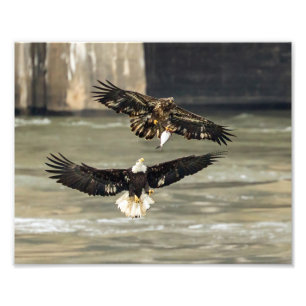 Foto Pescado. (Eagle Chase)