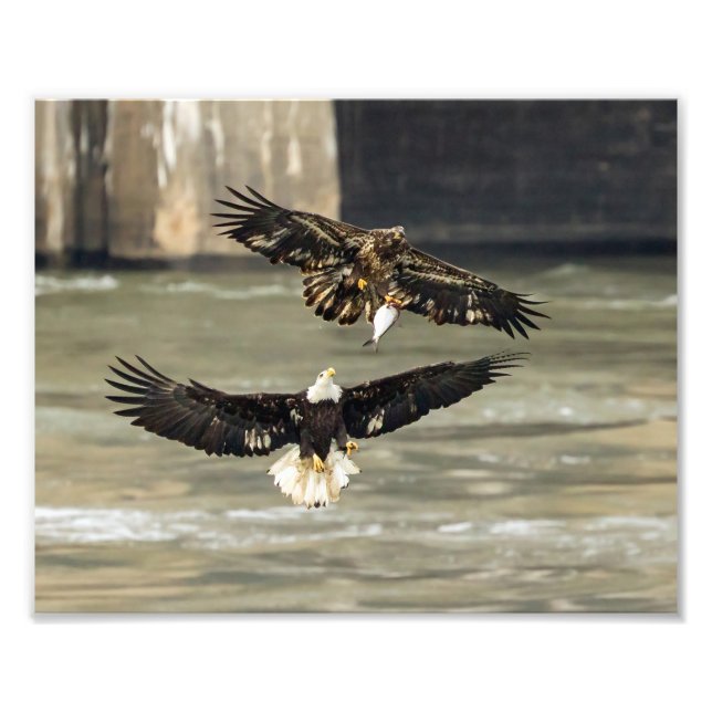 Foto Pescado. (Eagle Chase) (Frente)