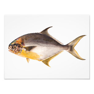 Foto Pescado Pompano Vintage - Plantilla de peces de ca