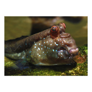 Foto Pescados anfibios Oxudercinae de Mudskipper