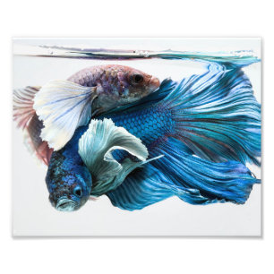 Foto Pescados de abrazo de Dumbo Betta