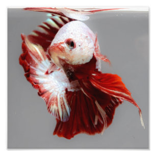 Foto Pescados de Betta