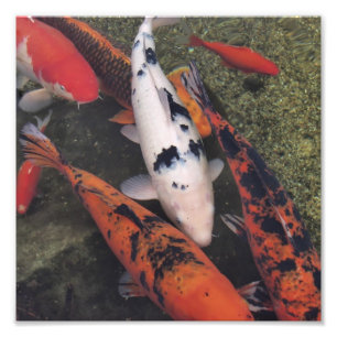 Foto Pescados de Koi