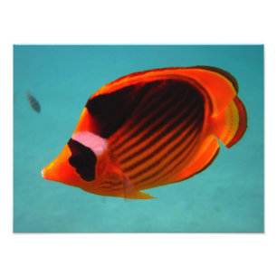 Foto Pescados de la mariposa