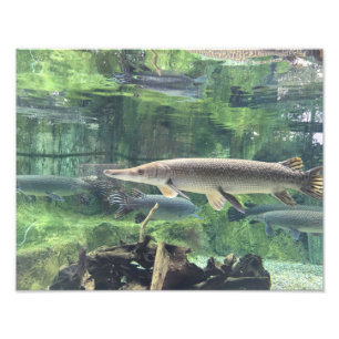 Foto Pescados de Pike