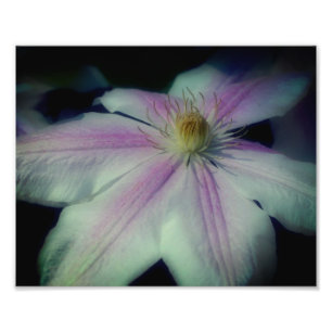 Foto Petales de flor Clematis Cerca de 8x10