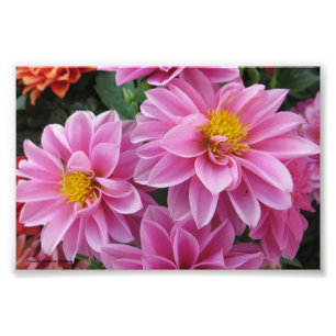 Foto Petales rosados