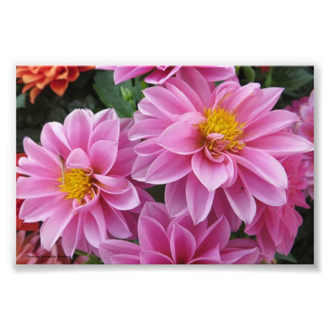 Foto Petales rosados (Frente)