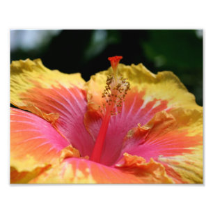 Foto Pétalos amarillos Hibiscus 10x8 Flor